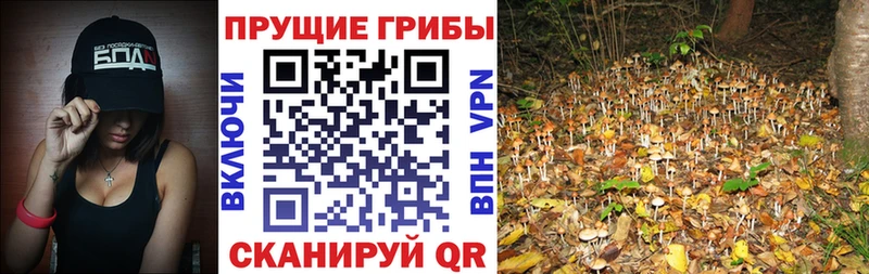 Галлюциногенные грибы Psilocybine cubensis  Купить закладки  Ахтубинск 